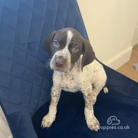 German Pointer - Both