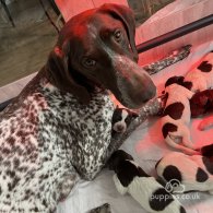 German Pointer - Both