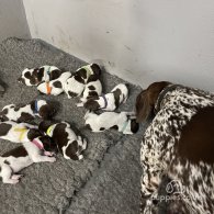 German Pointer - Both