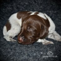 German Pointer - Both