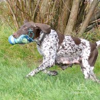 German Pointer - Both