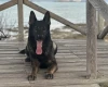 German Shepherd (Alsatian)