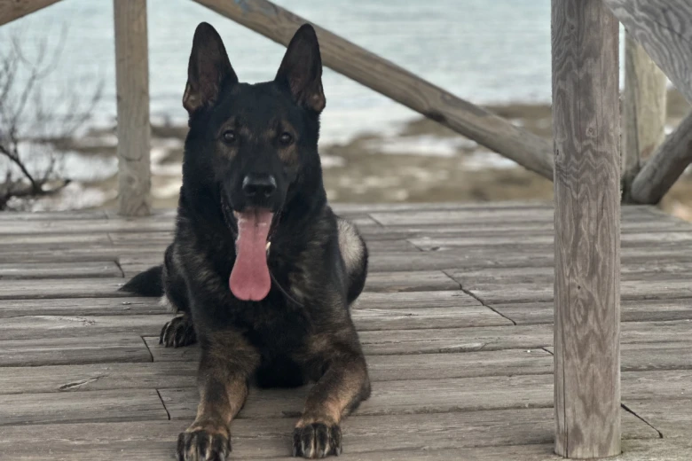 German Shepherd (Alsatian)