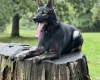 German Shepherd (Alsatian)