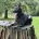 German Shepherd (Alsatian)