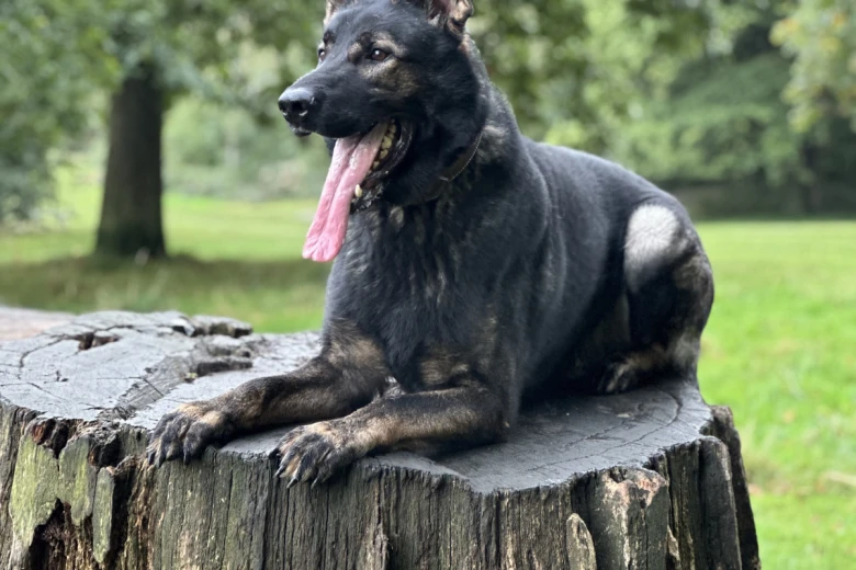 German Shepherd (Alsatian)
