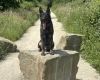 German Shepherd (Alsatian)