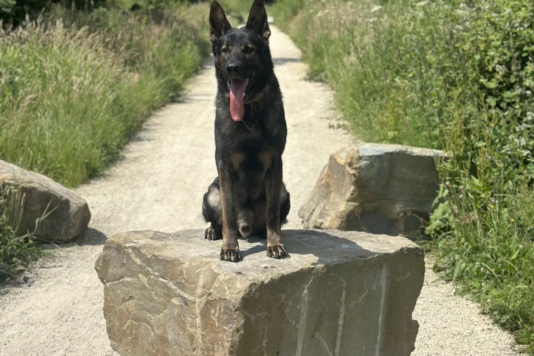 German Shepherd (Alsatian)