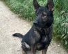 German Shepherd (Alsatian)