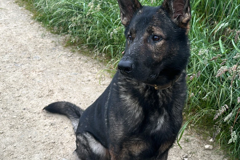 German Shepherd (Alsatian)