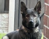 German Shepherd (Alsatian)