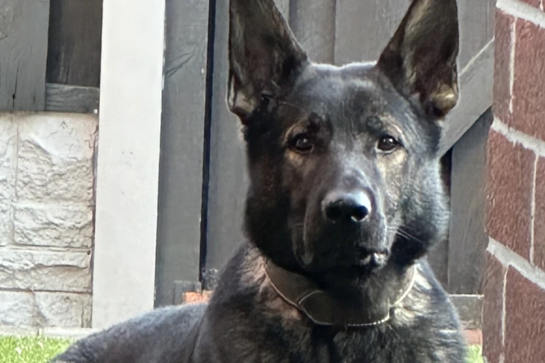 German Shepherd (Alsatian)