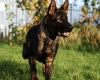 German Shepherd (Alsatian)
