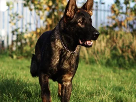 German Shepherd (Alsatian)