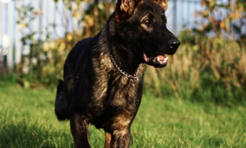 German Shepherd (Alsatian)