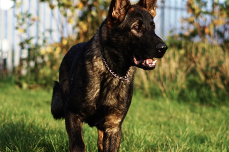 German Shepherd (Alsatian)