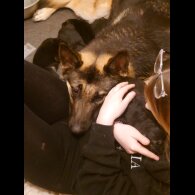 German Shepherd (Alsatian) - Both