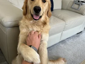 Golden Retriever