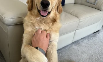 Golden Retriever