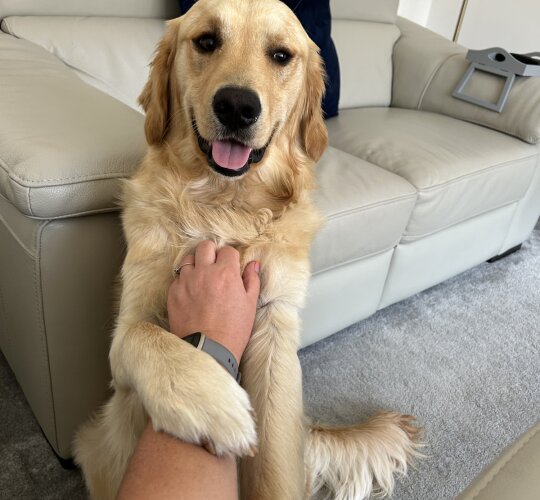 Golden Retriever