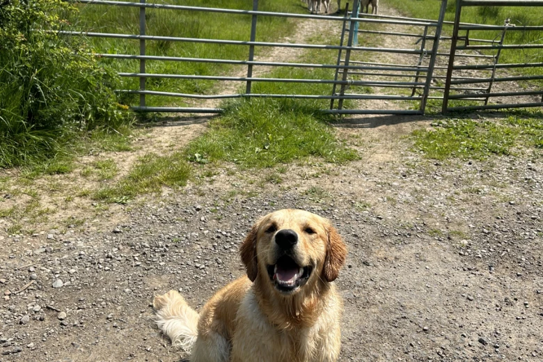 Golden Retriever