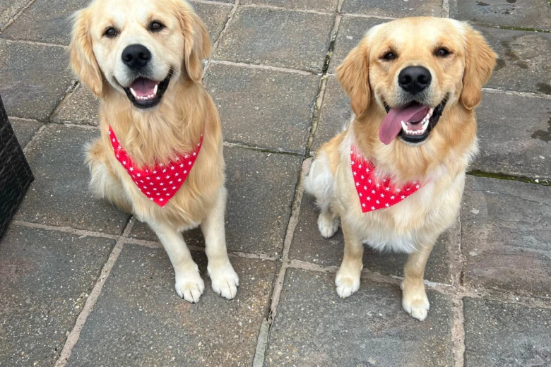 Golden Retriever