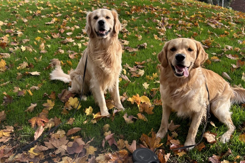 Golden Retriever