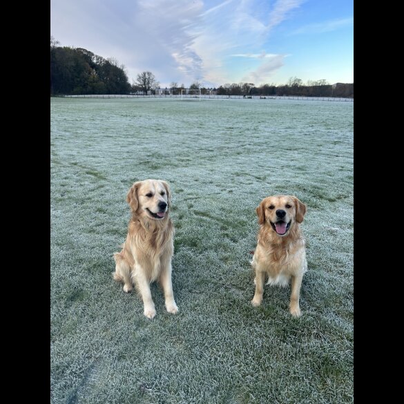 Golden Retriever