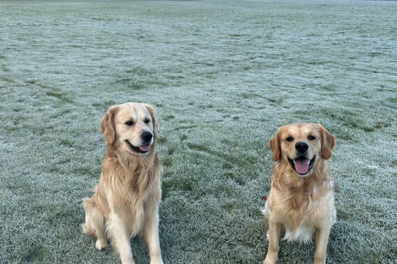 Golden Retriever