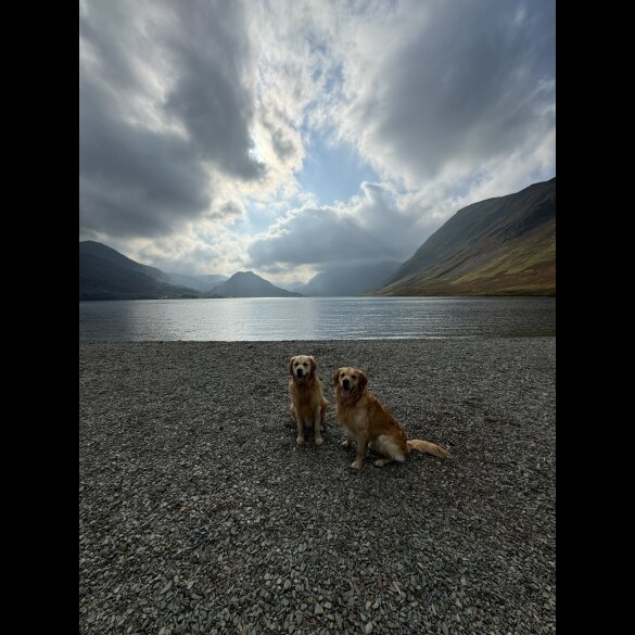 Golden Retriever