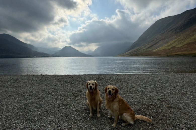 Golden Retriever