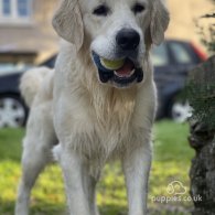 Golden Retriever