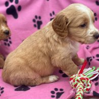 Golden Retriever - Both