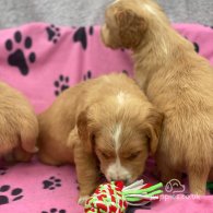 Golden Retriever - Both