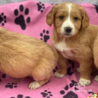 Golden Retriever - Both