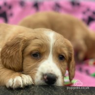 Golden Retriever - Both