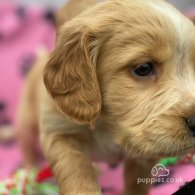 Golden Retriever - Both