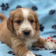 Golden Retriever - Both