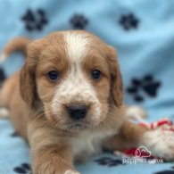 Golden Retriever - Both