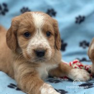 Golden Retriever - Both