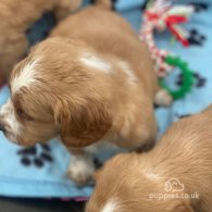 Golden Retriever - Both