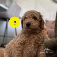 Goldendoodle - Both