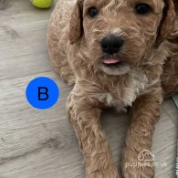 Goldendoodle - Both