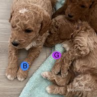 Goldendoodle - Both