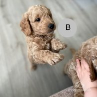 Goldendoodle - Both