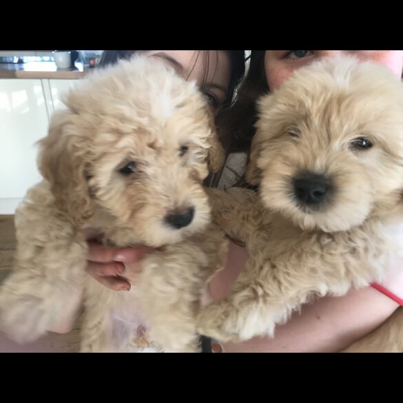 Goldendoodle - Both