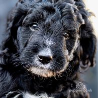 Goldendoodle - Dogs