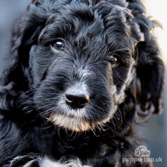 Goldendoodle - Dogs