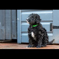 Goldendoodle - Dogs