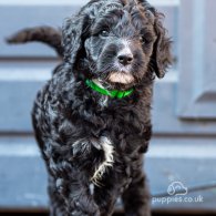 Goldendoodle - Dogs